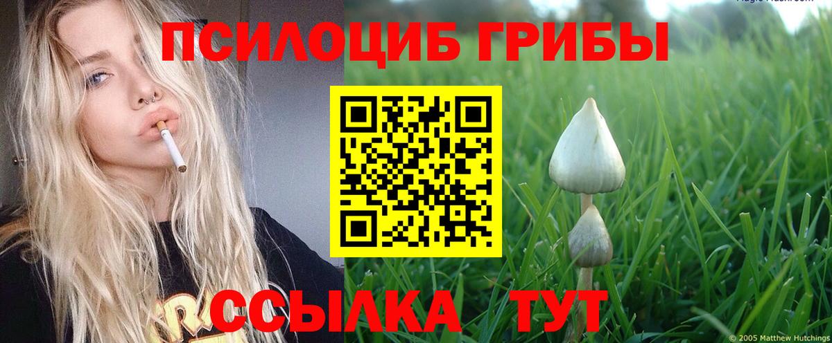 Псилоцибиновые грибы Psilocybe Ахтубинск